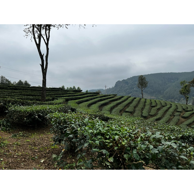(250G)Trà OOLong GABA (Kim Bạch Long Trà)Thơm Mùi Hoa Quả Chín Cùng Xí Muội Và Hương GaBa Rất Tốt Cho Sức Khỏe