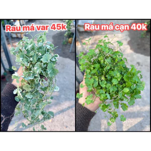Cây Rau Má Hương | Cây Thuỷ Sinh Gắn Lũa Tạo Tiểu Cảnh Bán Cạn