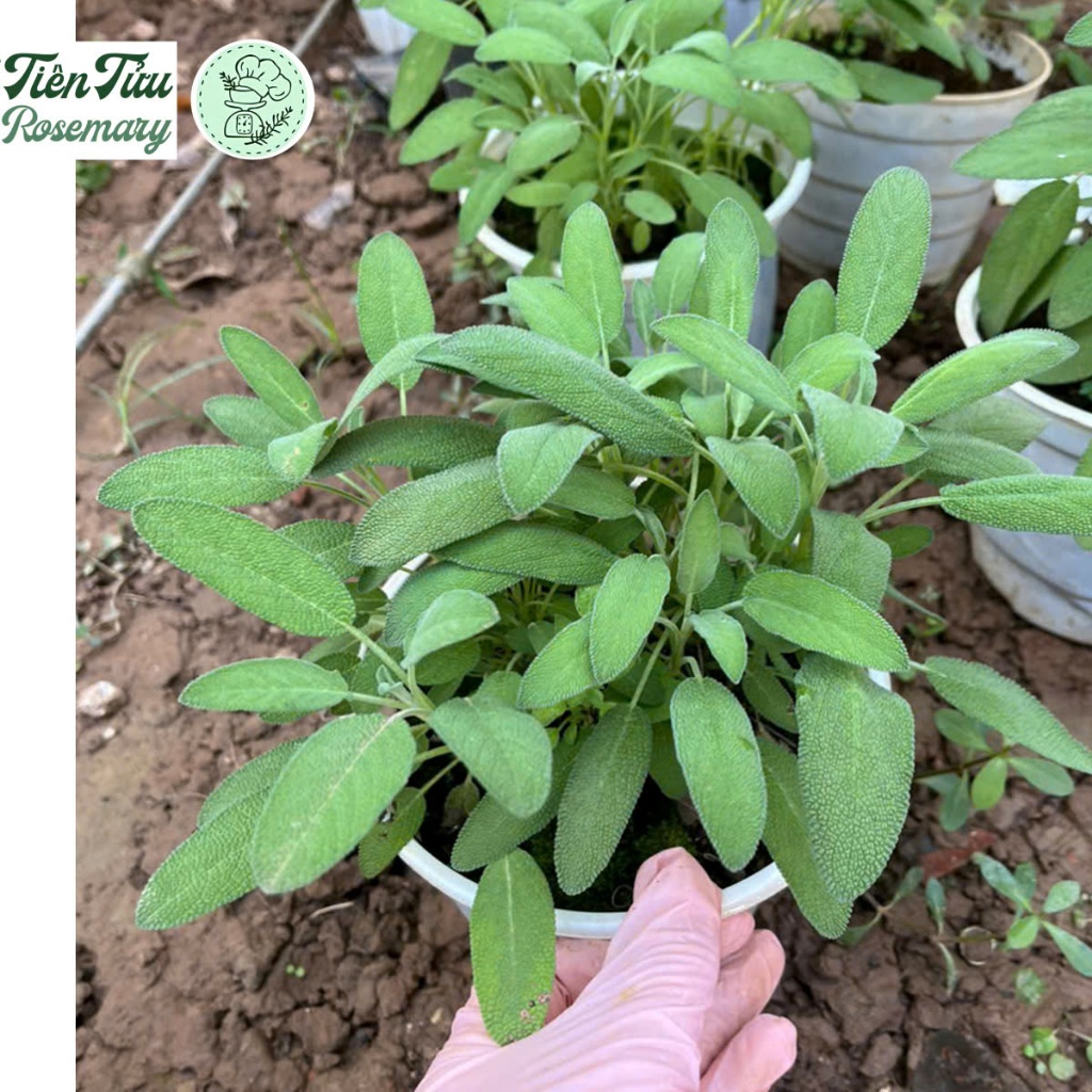 Xô thơm Sage trắng, xanh cây lớn (White Sage, Blue Sage) - Cây gia vị ...