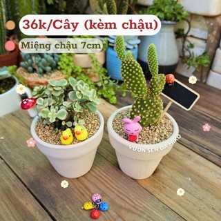Đôla Bạc/Tai Thỏ cả chậu size 7cm thích hợp làm quà tặng, sự kiện Mầm Nắng Garden lỗi 1 đền 1