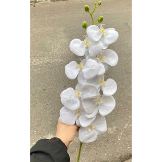 cành hoa Lan cao su 9b thanh nhã