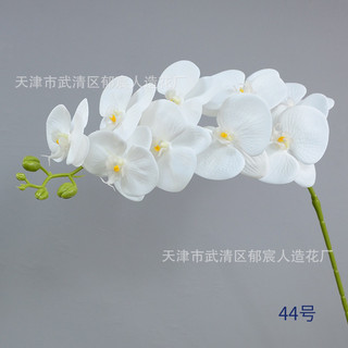 cành hoa Lan cao su 9b thanh nhã
