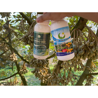 Combo amino bio và canxibo tăng sức sống hạt phấn dưỡng bông dưỡng trái chống rụng tốt