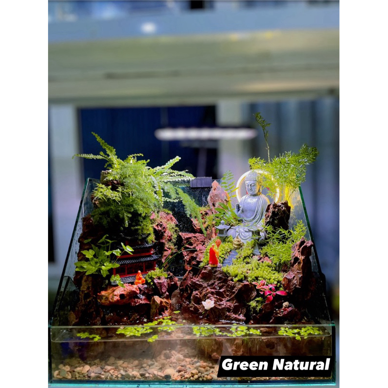 Tượng Phật Ngồi Thiền trang trí phong thuỷ, bán cạn, terrarium Green Natural