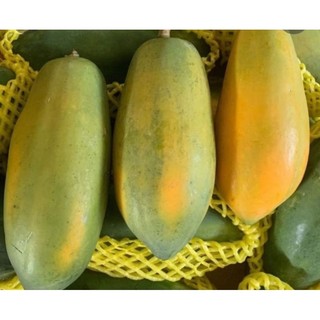 Bầu cây Đu Đủ Lùn Ruột Vàng