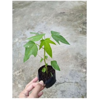 Bầu cây Đu Đủ Lùn Ruột Vàng