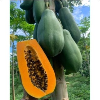 Bầu cây Đu Đủ Lùn Ruột Vàng