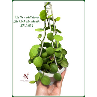 Chậu treo Lan sò - Dischidia Pectenoides - Decor đẹp, dễ chăm, có thể ghép lũa, lan, trang trí vườn - |Vườn Như Ngọc|