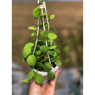 Chậu treo Lan sò - Dischidia Pectenoides - Decor đẹp, dễ chăm, có thể ghép lũa, lan, trang trí vườn - |Vườn Như Ngọc|