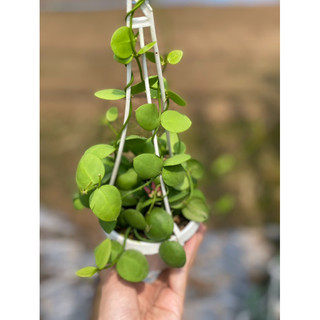 Chậu treo Lan sò - Dischidia Pectenoides - Decor đẹp, dễ chăm, có thể ghép lũa, lan, trang trí vườn - |Vườn Như Ngọc|