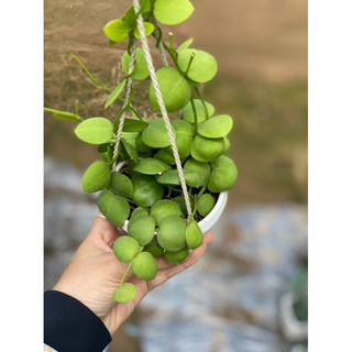 Chậu treo Lan sò - Dischidia Pectenoides - Decor đẹp, dễ chăm, có thể ghép lũa, lan, trang trí vườn - |Vườn Như Ngọc|
