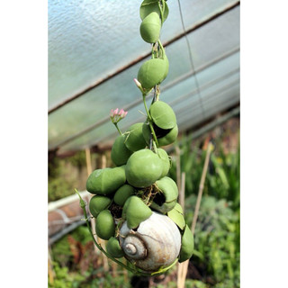 Chậu treo Lan sò - Dischidia Pectenoides - Decor đẹp, dễ chăm, có thể ghép lũa, lan, trang trí vườn - |Vườn Như Ngọc|