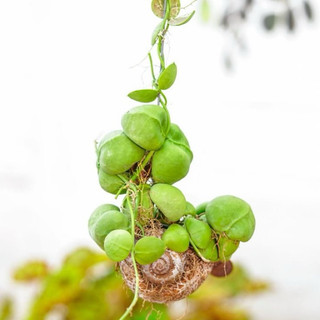 Chậu treo Lan sò - Dischidia Pectenoides - Decor đẹp, dễ chăm, có thể ghép lũa, lan, trang trí vườn - |Vườn Như Ngọc|
