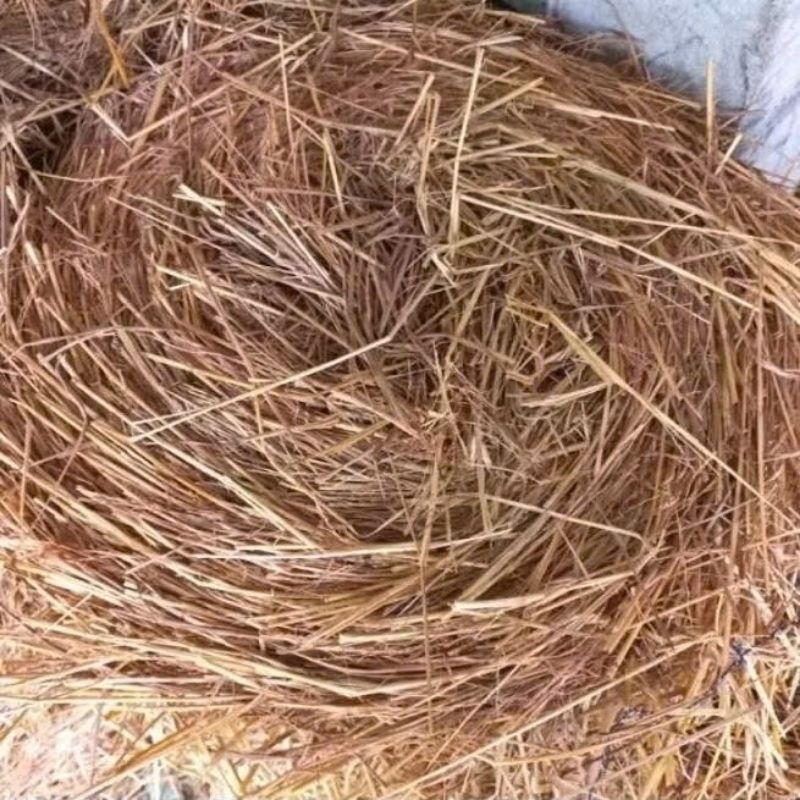 (500g ) Rơm Rạ Khô Dùng Che Phủ Đất, Giữ Ẩm, Cải Tạo Đất, Tổ Chim Trang ...