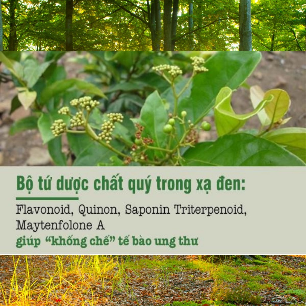 Trà Cà Gai Leo Xạ Đen An Xoa -Bội Lan Đường - Thải Độc Bảo Vệ gan, Đào Thải độc tố giảm cân - 50 lọc