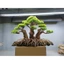 cây gỗ lũa bonsai 3 thân (đế có đá)