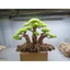 cây gỗ lũa bonsai 3 thân (đế có đá)