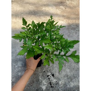 Bầu cây rau Kim Thất xanh tốt