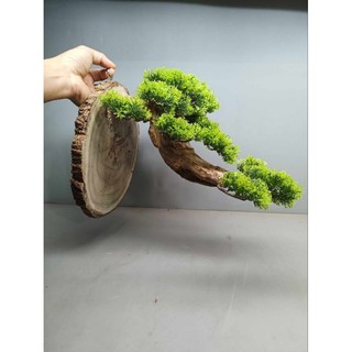 Móc treo lồng chim làm bằng gỗ lũa, tán cây giả bằng nhựa. Có thể treo lồng chim Chào Mào, Mi, Khứu, chòe,