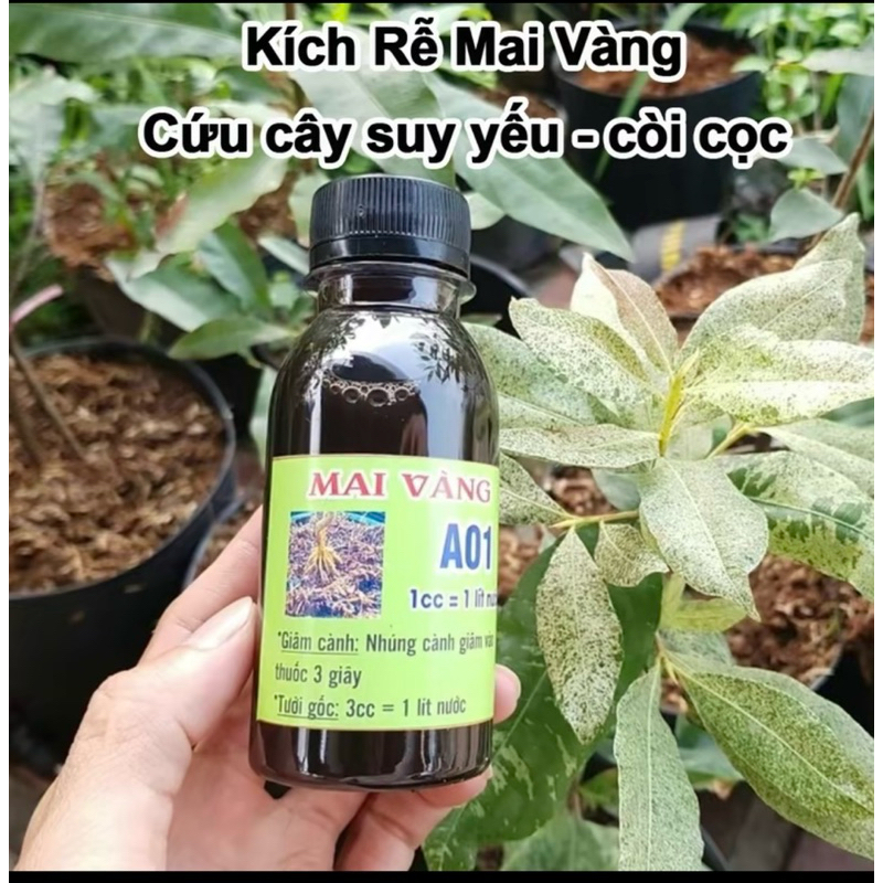 combo 2 lọ tặng 2 - Kích rễ Mai vàng A01