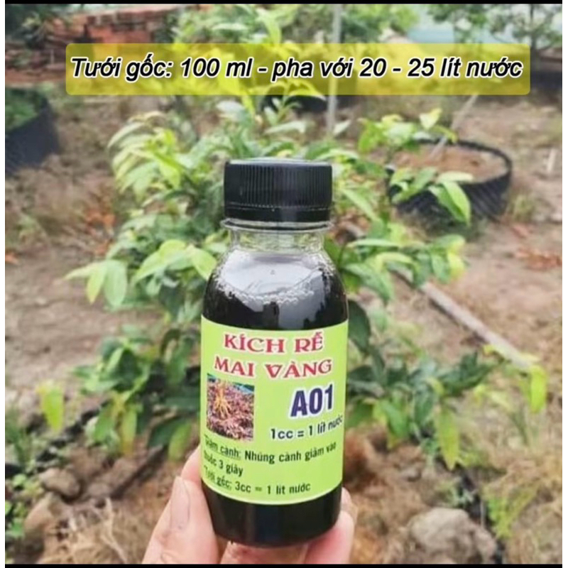 combo 2 lọ tặng 2 - Kích rễ Mai vàng A01