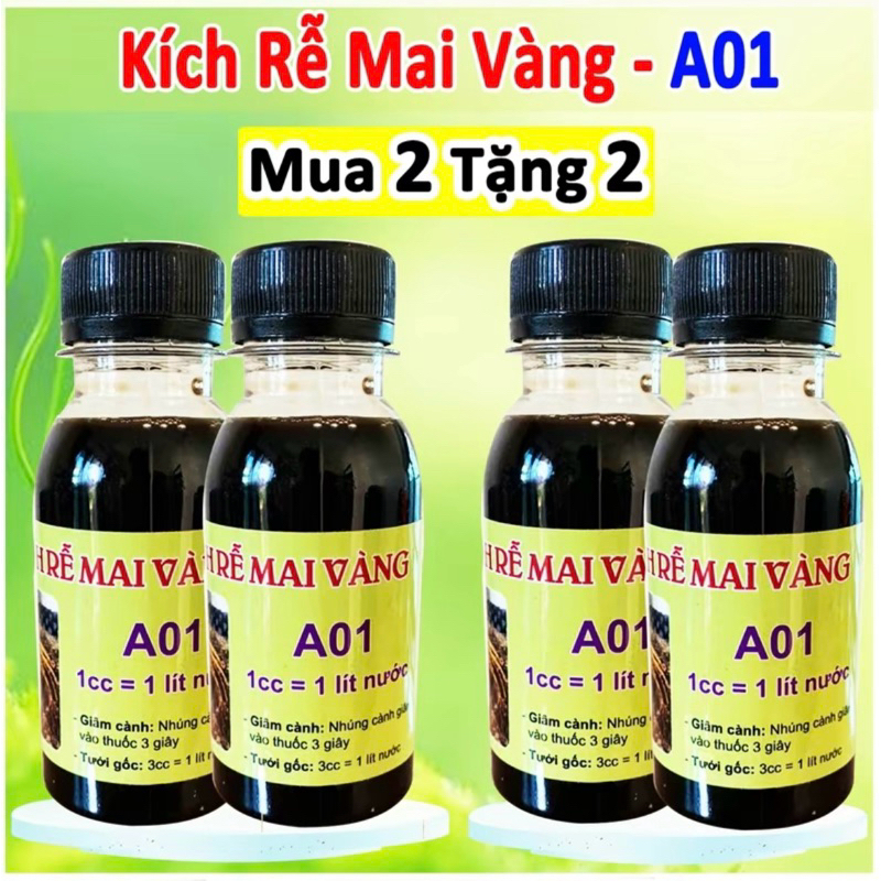 combo 2 lọ tặng 2 - Kích rễ Mai vàng A01
