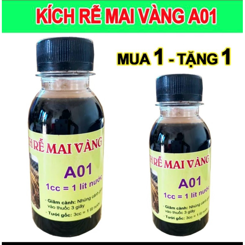 combo 2 lọ tặng 2 - Kích rễ Mai vàng A01