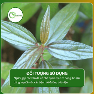 CÂY DÒI THÂN TÍM 50 GÓI TÚI LỌC (Dòi tía) Loại 1 Tiêu đờm, chữa ho | Dược liệu Thanh Loan