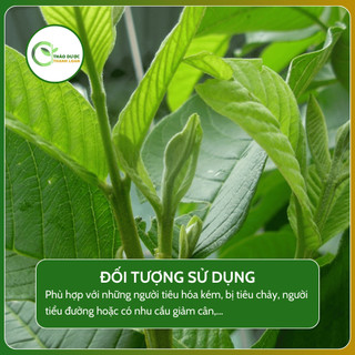 1kg LÁ ỔI Loại 1 (Khô, Sạch, Thơm) Giảm Cholesterol, Cải Thiện Tiêu Hoá | Dược Liệu Thanh Loan