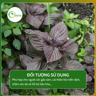 1kg TÍA TÔ Loại 1 (Khô, Sạch, Thơm) Giải Cảm, Hỗ Trợ Dạ Dày, Gout | Dược Liệu Thanh Loan