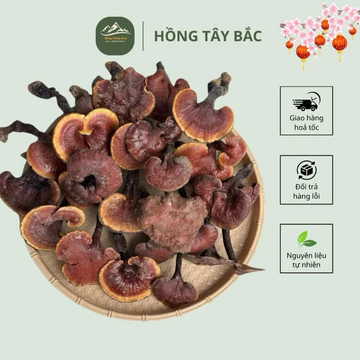 [FreeShip] Nấm Lim Xanh Rừng ( U.ng Th.ư Ung B.ƯỚU Tăng Sức Đề Kháng )
