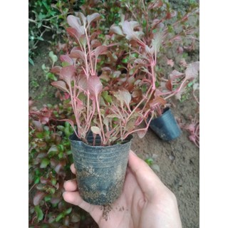 cây Rau xà lách xoong nhật