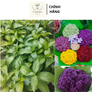 lá cẩm tím đỏ hồng 3 màu. 1 cây 5 cây