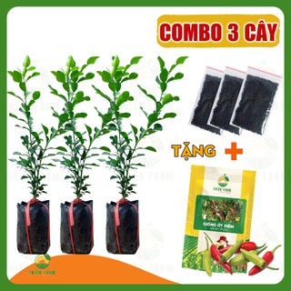 Cây Chanh Chúc THIỆN FARM 40cm dùng hấp gà, làm nước chấm, gia vị nấu ăn thơm ngon, trồng chậu