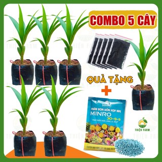 Cây Dừa Xiêm Xanh Lùn Bến Tre siêu trái của THIỆN FARM vị ngọt thanh mát, mau cho trái, cây cao khỏe