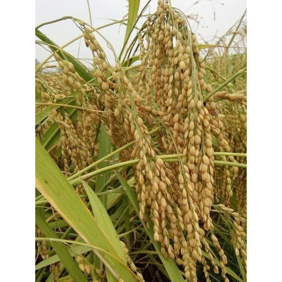 2kg Nếp Cái Hoa Vàng loại 1 - hạt tròn mẩy, nấu dẻo thơm - nấu xôi chè, làm cốm, làm rượu