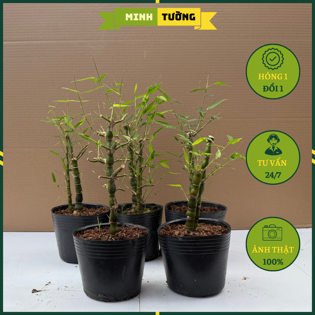 Cây Trúc Đùi Gà Mini - Cây Cảnh Để Bàn | Shopee Việt Nam