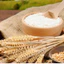 BỘT MÌ CĂN GLUTEN có giá sỉ