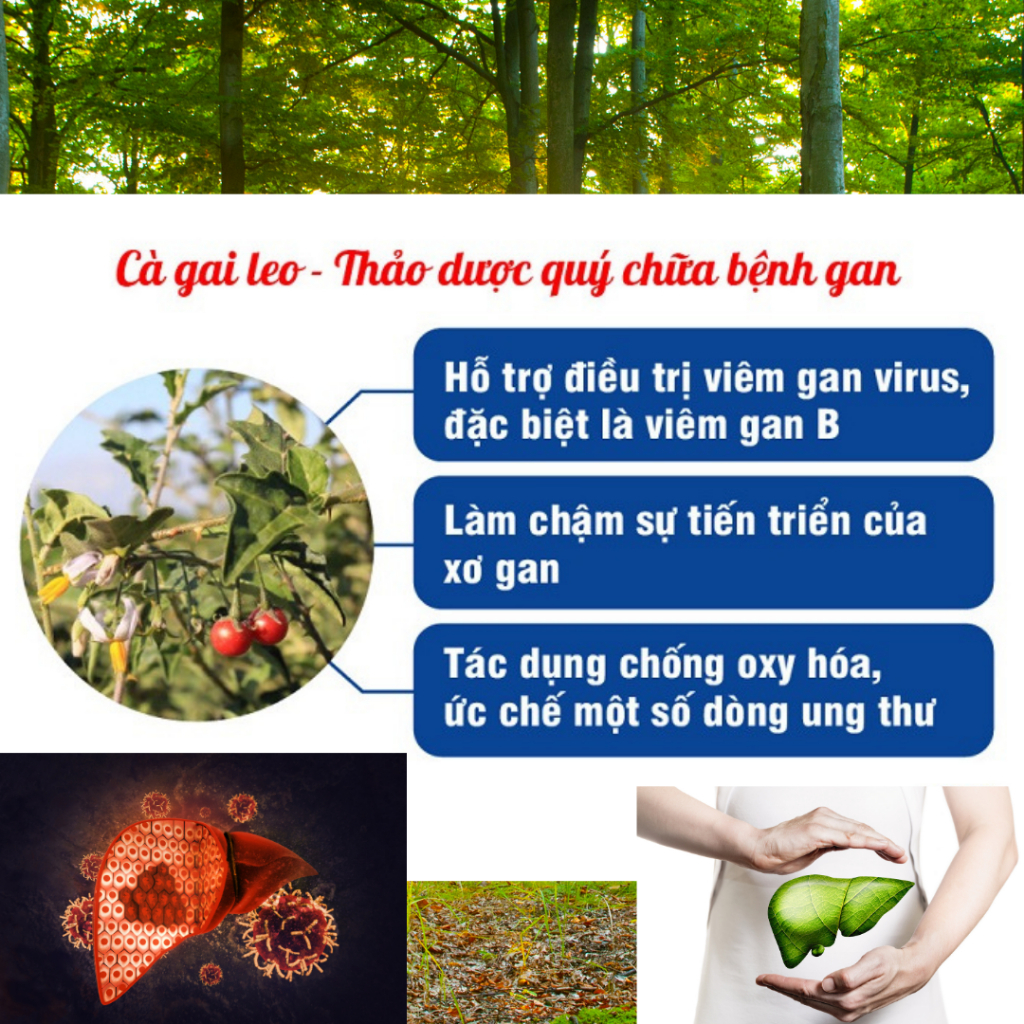 [50 lọc] Trà Cà Gai Leo Rau Má -BỘI LAN ĐƯỜNG- Thanh Nhiệt, Mát Gan, Giải Độc, Hỗ Trợ Chống Viêm Gan