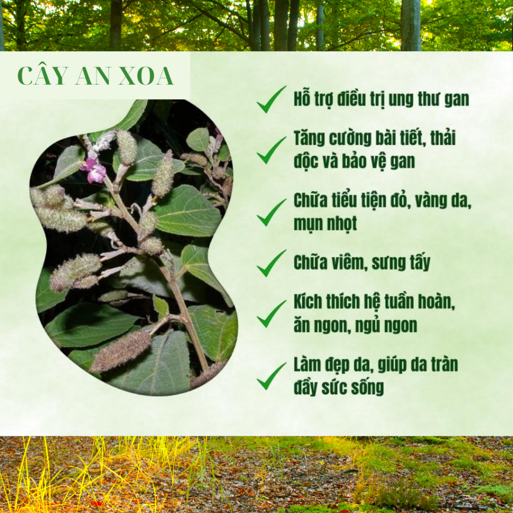 [50 lọc] Trà Cà Gai Leo Rau Má -BỘI LAN ĐƯỜNG- Thanh Nhiệt, Mát Gan, Giải Độc, Hỗ Trợ Chống Viêm Gan