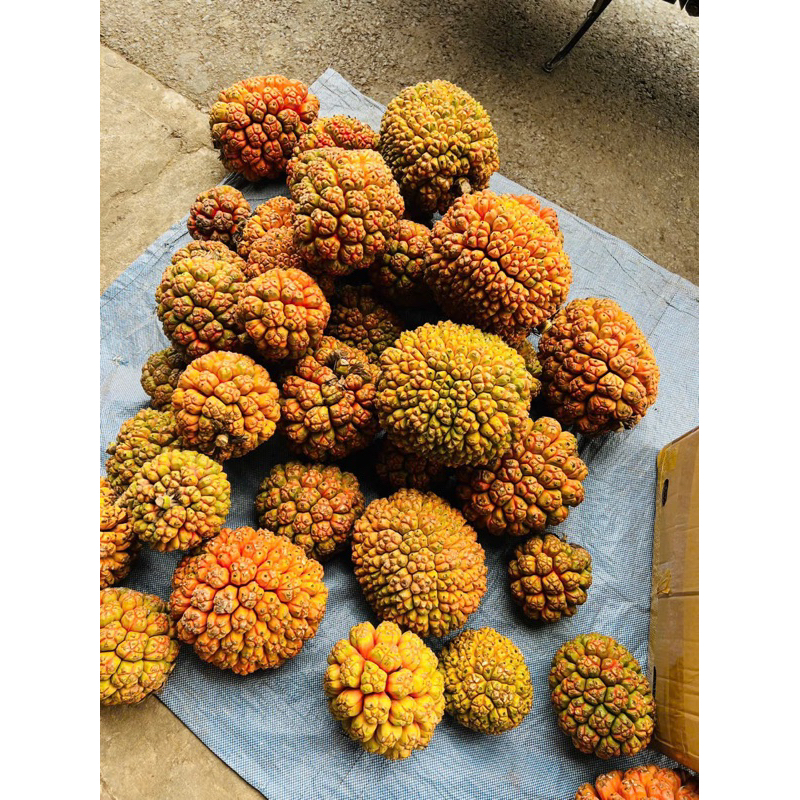 Quả Dứa Dại Rừng Xanh Tươi 1kg(  To đẹp-hút chân không)