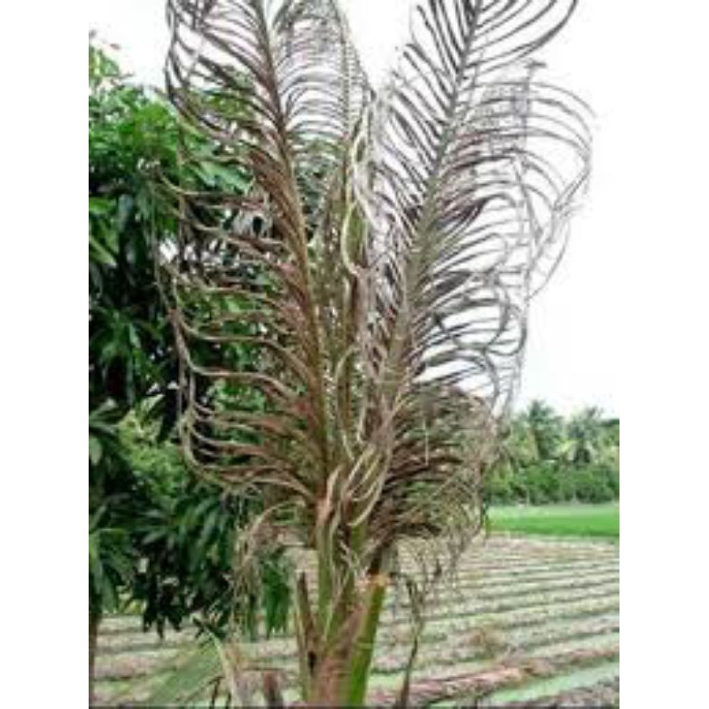 Cháy Lá Dừa, Sâu Đầu Đen - Phun 100 lít, không hiệu quả hoàn tiền
