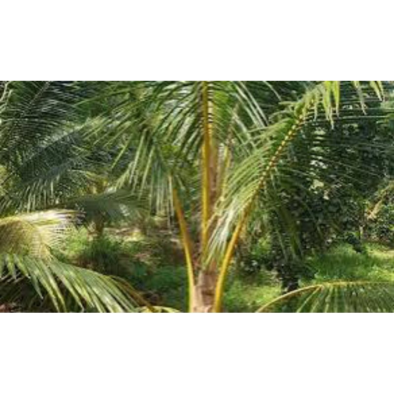 Cháy Lá Dừa, Sâu Đầu Đen - Phun 100 lít, không hiệu quả hoàn tiền