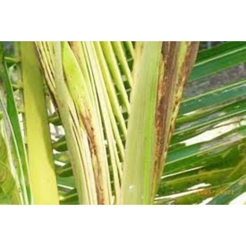 Cháy Lá Dừa, Sâu Đầu Đen - Phun 100 lít, không hiệu quả hoàn tiền