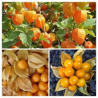 HẠT GIỐNG QUẢ THÙ LÙ NAM MỸ ( TẦM BÓP)