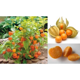 HẠT GIỐNG QUẢ THÙ LÙ NAM MỸ ( TẦM BÓP)