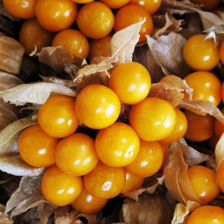 HẠT GIỐNG QUẢ THÙ LÙ NAM MỸ ( TẦM BÓP)