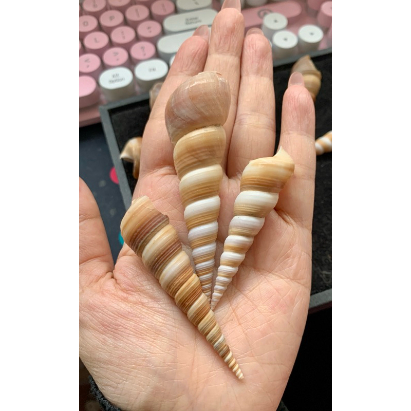 VỎ ốc đinh trang trí, vỏ cho ốc rụt rè, ốc mượn hồn,...vỏ ốc đẹp ...