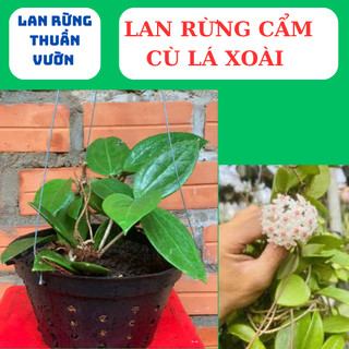 lan rừng cẩm cù lá xoài, cẩm cù lá trái tim,lá mít
