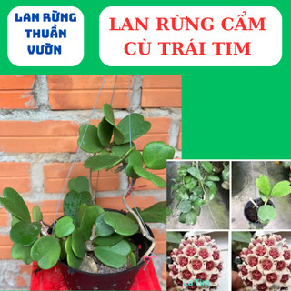 lan rừng cẩm cù lá xoài, cẩm cù lá trái tim,lá mít
